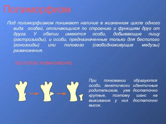 Полиморфизм Под полиморфизмом понимают наличие в жизненном цикле одного вида особей,