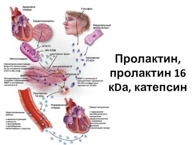 Пролактин, пролактин 16 кDа, катепсин