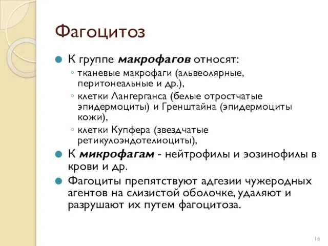 Фагоцитоз К группе макрофагов относят: тканевые макрофаги (альвеолярные, перитонеальные и др.),