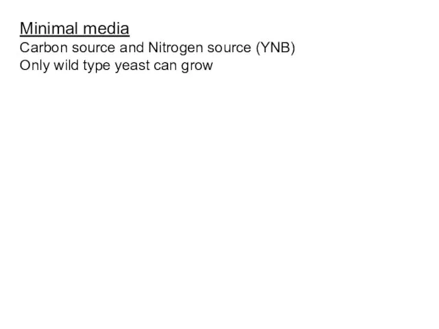 Minimal media Carbon source and Nitrogen source (YNB) Only wild type yeast can grow