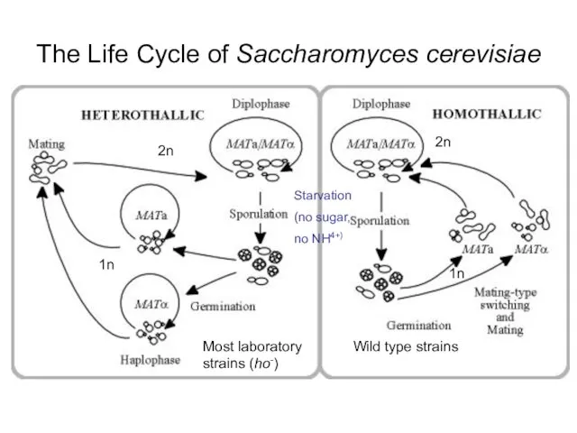 The Life Cycle of Saccharomyces cerevisiae Wild type strains Most laboratory