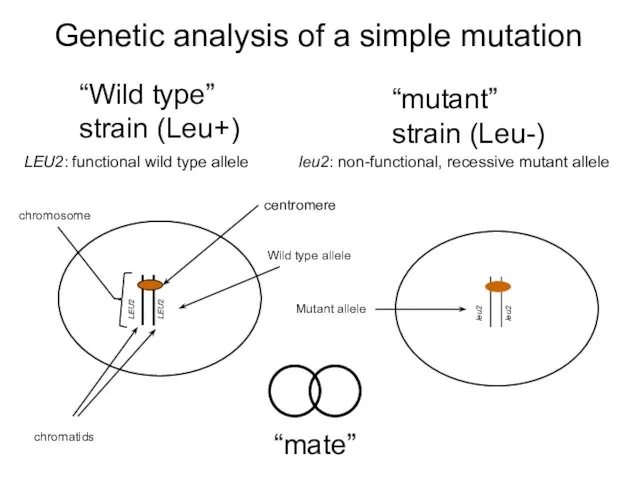 Genetic analysis of a simple mutation “Wild type” strain (Leu+) “mate”