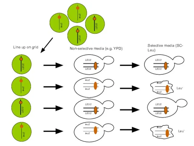 Line up on grid Non-selective media (e.g. YPD) Selective media (SC- Leu) Leu- Leu-