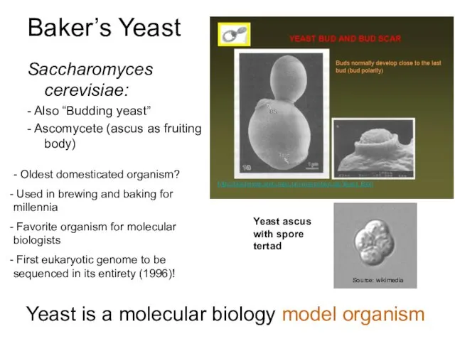 Baker’s Yeast Saccharomyces cerevisiae: - Also “Budding yeast” - Ascomycete (ascus