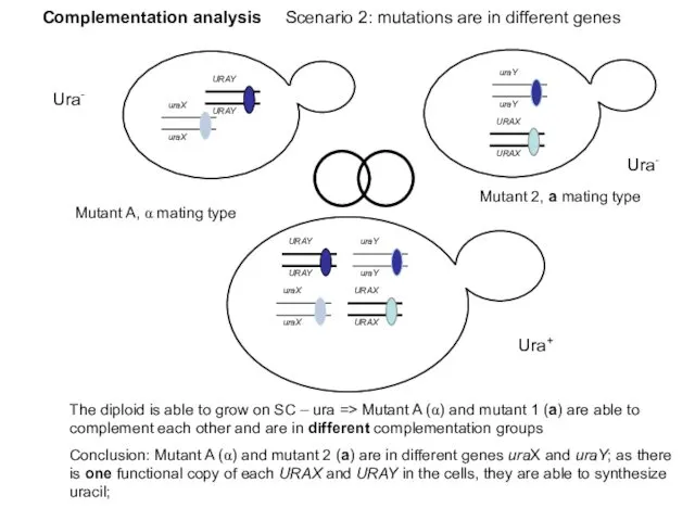 Complementation analysis Scenario 2: mutations are in different genes Ura- Ura-