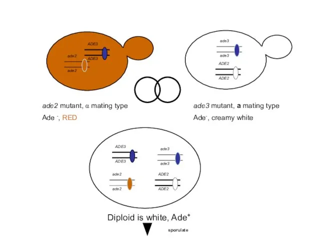 ade2 mutant, α mating type Ade -, RED ade3 mutant, a