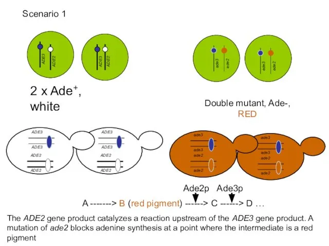 2 x Ade+, white Double mutant, Ade-, RED A -------> B