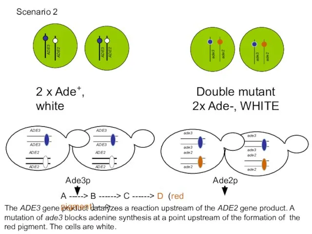 2 x Ade+, white Double mutant 2x Ade-, WHITE The ADE3