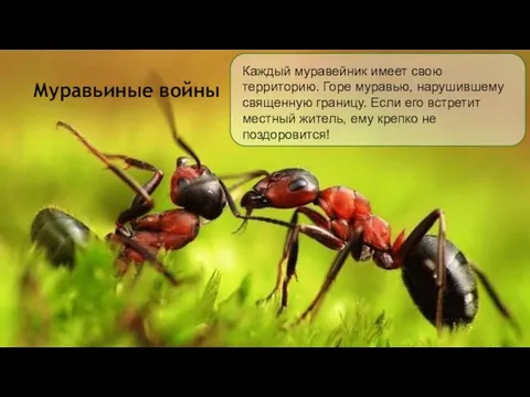 Муравьиные войны Каждый муравейник имеет свою территорию. Горе муравью, нарушившему священную