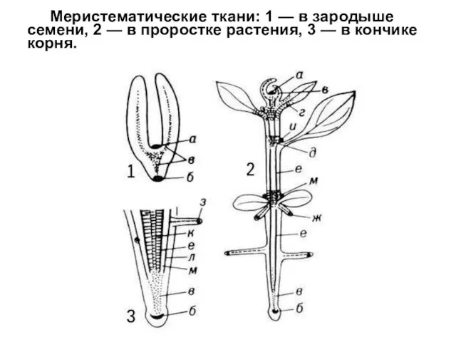 Меристематические ткани: 1 — в зародыше семени, 2 — в проростке