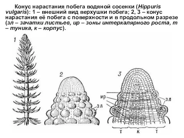 Конус нарастания побега водяной сосенки (Hippuris vulgaris): 1 – внешний вид