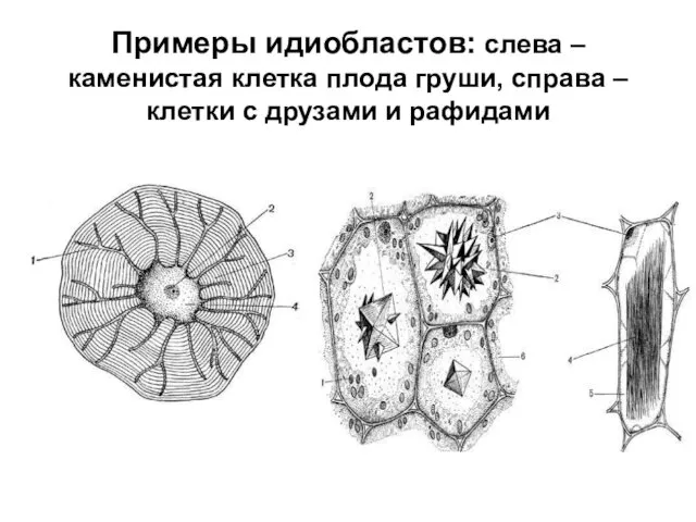 Примеры идиобластов: слева – каменистая клетка плода груши, справа – клетки с друзами и рафидами