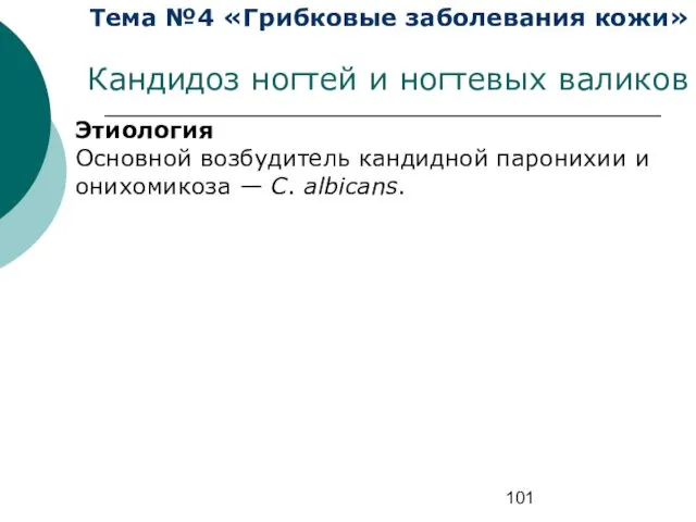 Тема №4 «Грибковые заболевания кожи» Кандидоз ногтей и ногтевых валиков Этиология