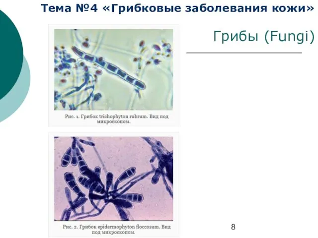 Тема №4 «Грибковые заболевания кожи» Грибы (Fungi)