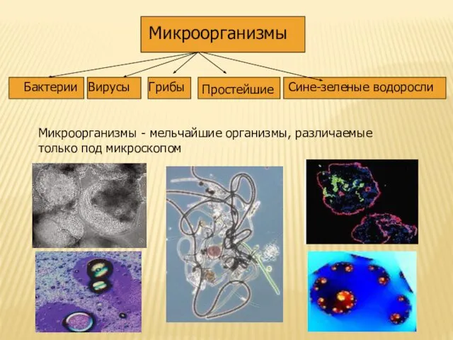 Микроорганизмы - мельчайшие организмы, различаемые только под микроскопом