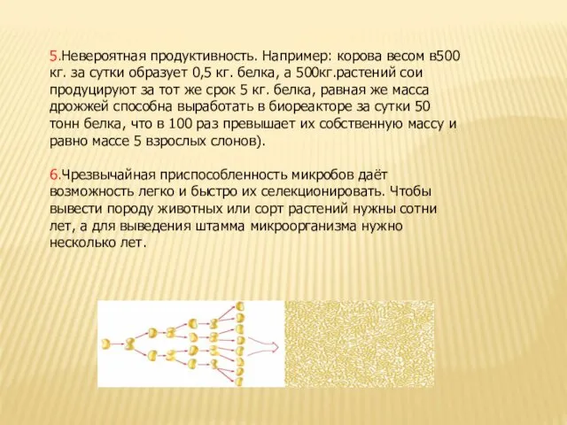 5.Невероятная продуктивность. Например: корова весом в500 кг. за сутки образует 0,5