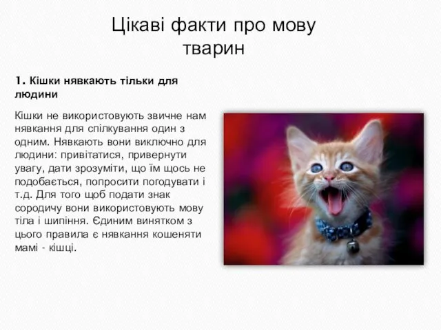 Кішки не використовують звичне нам нявкання для спілкування один з одним.