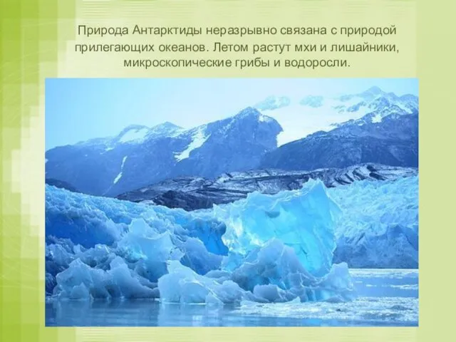 Природа Антарктиды неразрывно связана с природой прилегающих океанов. Летом растут мхи