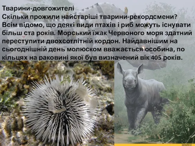 Тварини-довгожителі Скільки прожили найстаріші тварини-рекордсмени? Всім відомо, що деякі види птахів