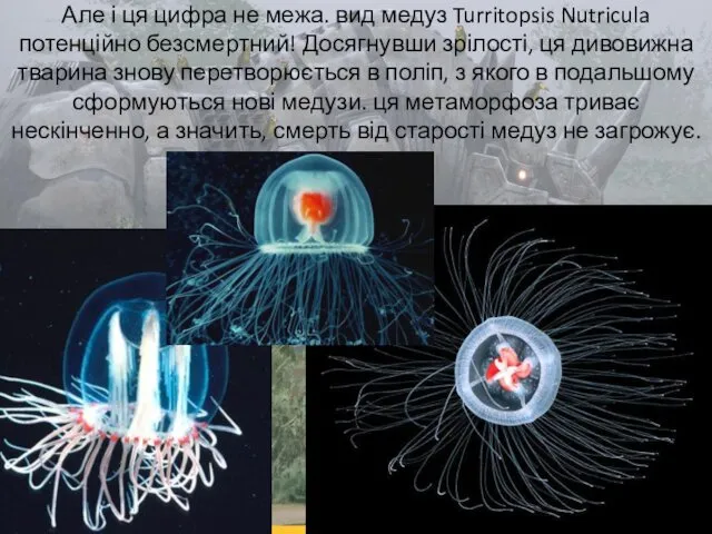 Але і ця цифра не межа. вид медуз Turritopsis Nutricula потенційно