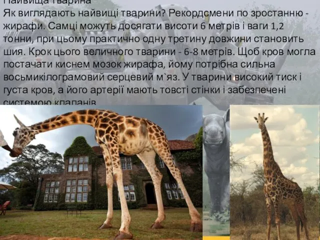 Найвища тварина Як виглядають найвищі тварини? Рекордсмени по зростанню - жирафи.