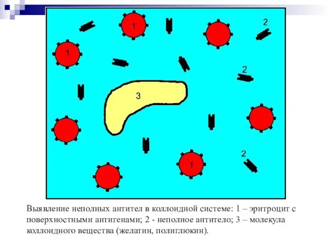 Выявление неполных антител в коллоидной системе: 1 – эритроцит с поверхностными