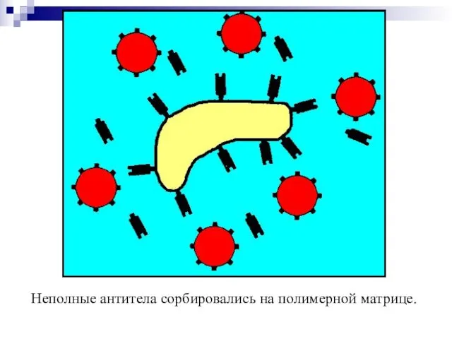 Неполные антитела сорбировались на полимерной матрице.