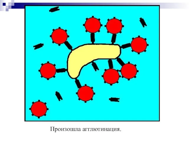 Произошла агглютинация.