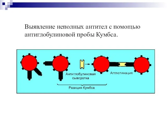 Выявление неполных антител с помощью антиглобулиновой пробы Кумбса.