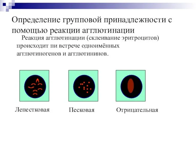 Определение групповой принадлежности с помощью реакции агглютинации Реакция агглютинации (склеивание эритроцитов)