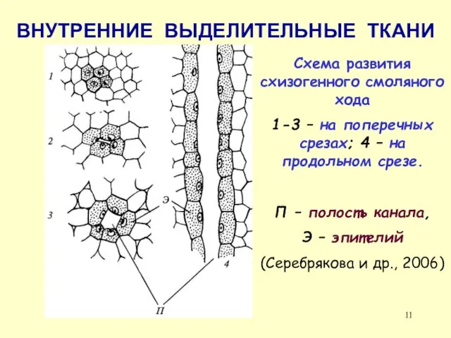 ВНУТРЕННИЕ ВЫДЕЛИТЕЛЬНЫЕ ТКАНИ Схема развития схизогенного смоляного хода 1-3 – на