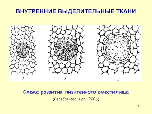 ВНУТРЕННИЕ ВЫДЕЛИТЕЛЬНЫЕ ТКАНИ Схема развития лизигенного вместилища (Серебрякова и др., 2006)