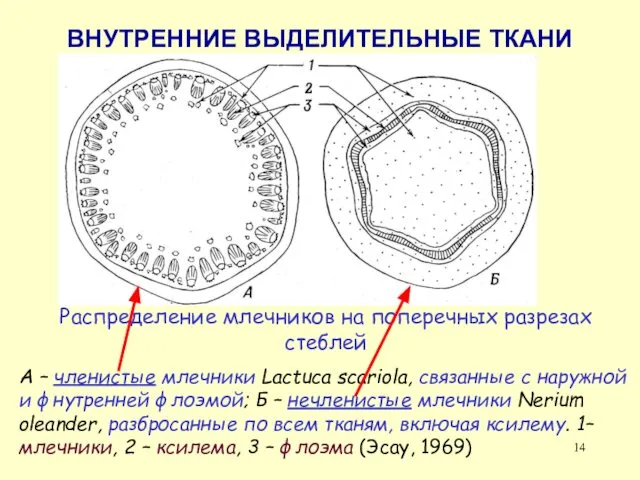 ВНУТРЕННИЕ ВЫДЕЛИТЕЛЬНЫЕ ТКАНИ Распределение млечников на поперечных разрезах стеблей А –