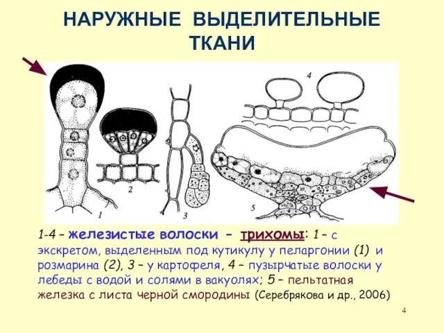 НАРУЖНЫЕ ВЫДЕЛИТЕЛЬНЫЕ ТКАНИ 1-4 – железистые волоски - трихомы: 1 –