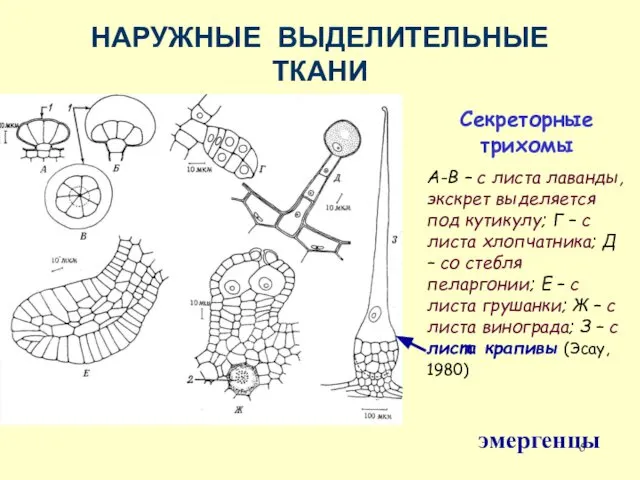 НАРУЖНЫЕ ВЫДЕЛИТЕЛЬНЫЕ ТКАНИ Секреторные трихомы А-В – с листа лаванды, экскрет