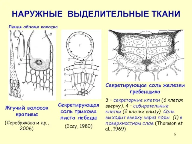 НАРУЖНЫЕ ВЫДЕЛИТЕЛЬНЫЕ ТКАНИ Жгучий волосок крапивы (Серебрякова и др., 2006) Линия