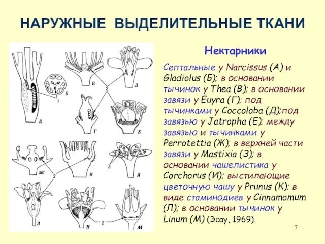 НАРУЖНЫЕ ВЫДЕЛИТЕЛЬНЫЕ ТКАНИ Нектарники Септальные у Narcissus (А) и Gladiolus (Б);