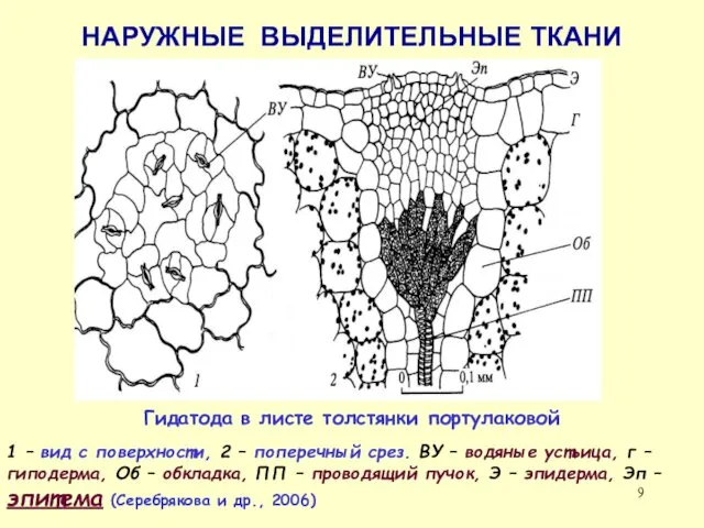 НАРУЖНЫЕ ВЫДЕЛИТЕЛЬНЫЕ ТКАНИ Гидатода в листе толстянки портулаковой 1 – вид