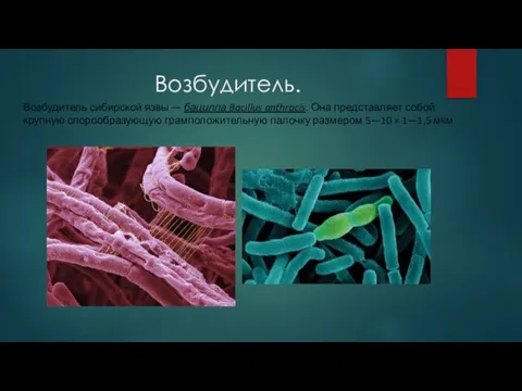 Возбудитель. Возбудитель сибирской язвы — бацилла Bacillus anthracis. Она представляет собой