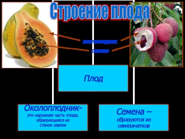 околоплодник семена Строение плода