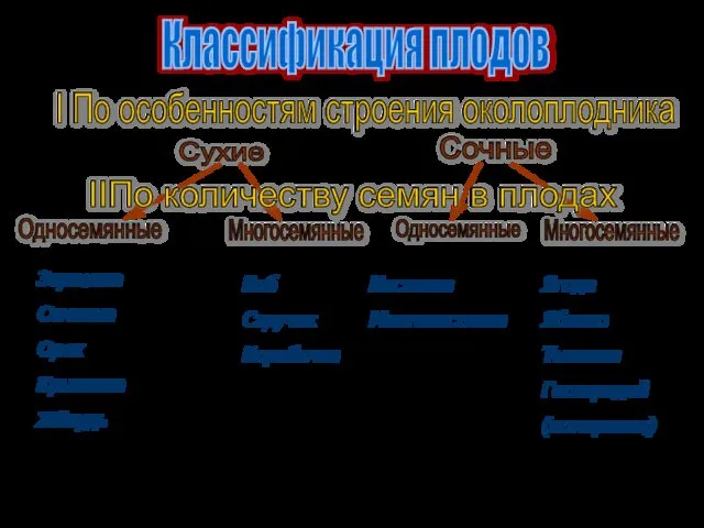 Классификация плодов I По особенностям строения околоплодника Сухие Сочные IIПо количеству