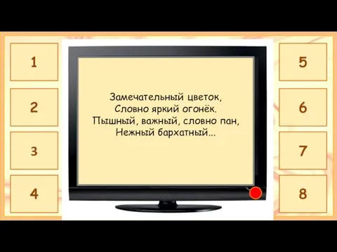 ТЮЛЬПАН Замечательный цветок, Словно яркий огонёк. Пышный, важный, словно пан, Нежный