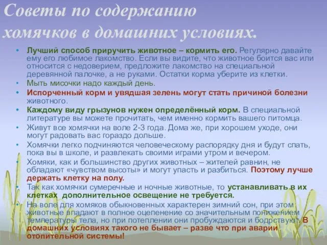 Советы по содержанию хомячков в домашних условиях. Лучший способ приручить животное