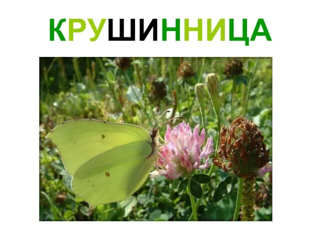 КРУШИННИЦА