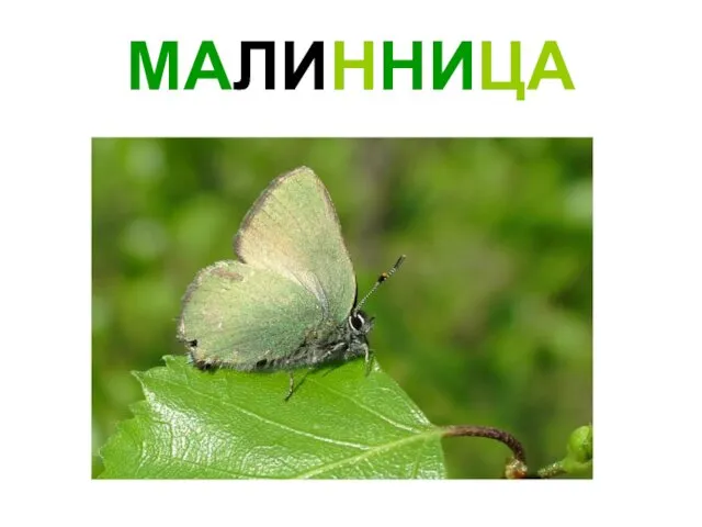 МАЛИННИЦА