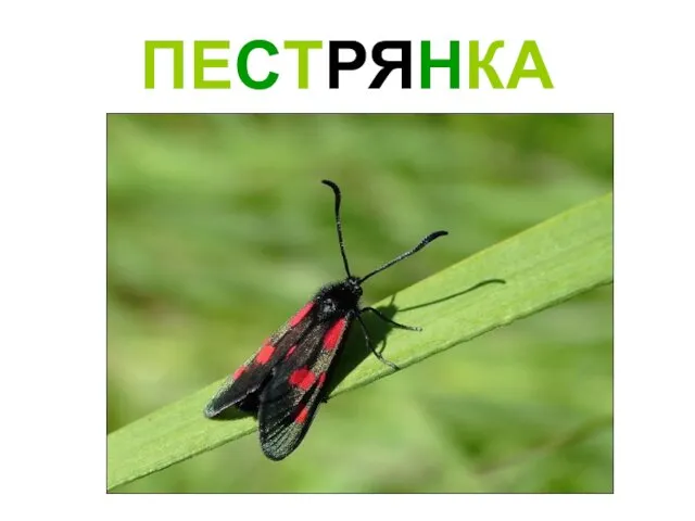 ПЕСТРЯНКА