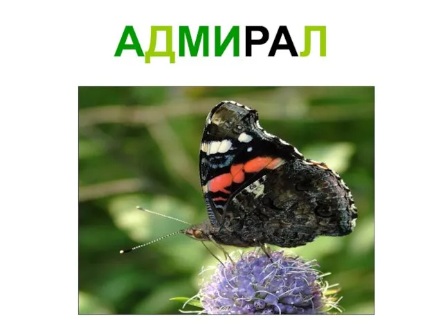 АДМИРАЛ