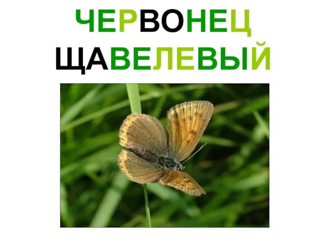 ЧЕРВОНЕЦ ЩАВЕЛЕВЫЙ