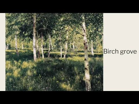 Birch grove