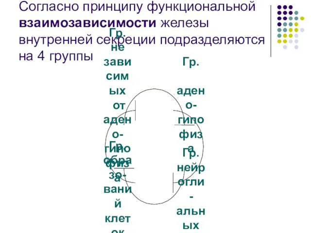 Согласно принципу функциональной взаимозависимости железы внутренней секреции подразделяются на 4 группы